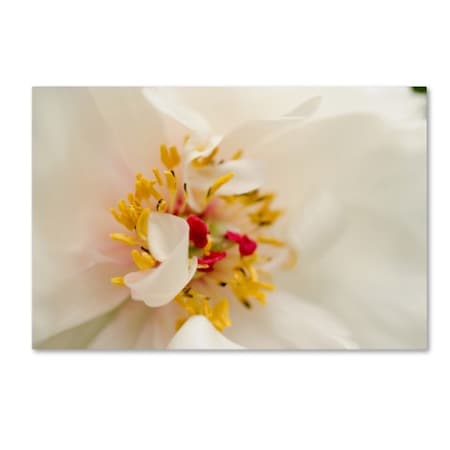 PIPA Fine Art 'Eye Of Peony' Canvas Art,12x19